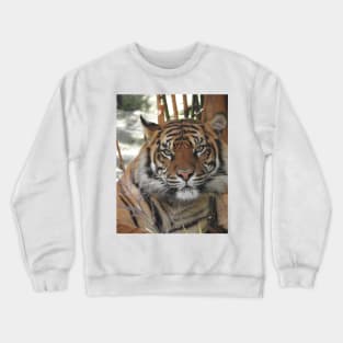 Sumatran Tiger Crewneck Sweatshirt